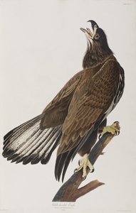 Illustration from 
