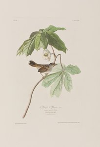 Illustration from 