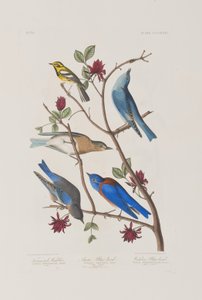 Illustration from 