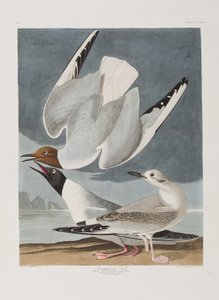 Illustration from 