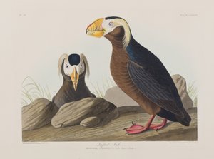 Illustration from 