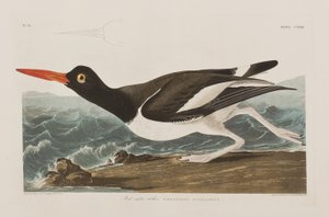 Illustration from 