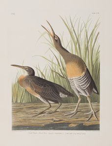 Illustration from 