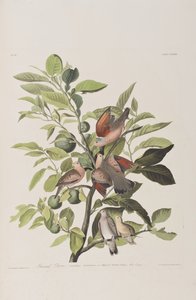 Illustration from 