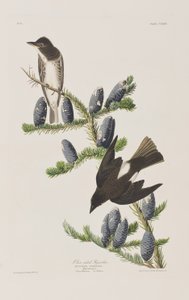 Illustration from 