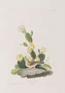 Illustration from 