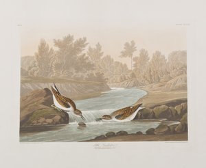 Illustration from 
