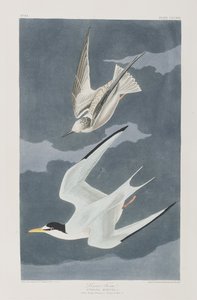 Illustration from 