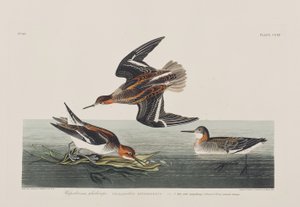 Illustration from 
