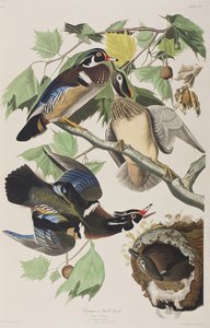 Illustration from 