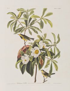 Illustration from 