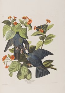 Illustration from 
