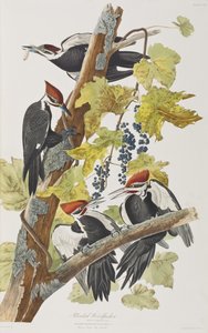 Illustration from 