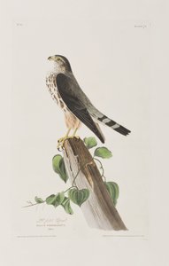 Illustration from 