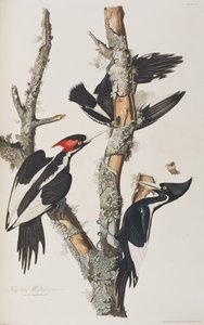 Illustration from 