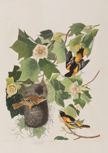 Illustration from 