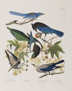 Illustration from 