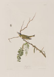 Illustration from 