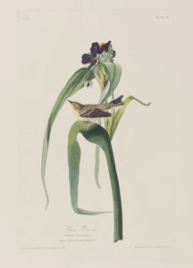 Illustration from 