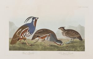 Illustration from 