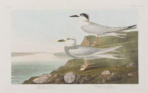Illustration from 