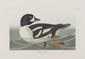 Illustration from 