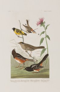 Illustration from 