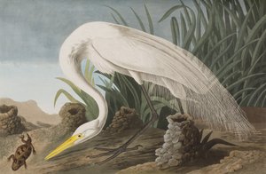 Illustration from 