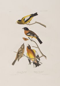 Illustration from 