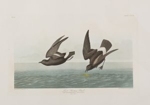 Illustration from 