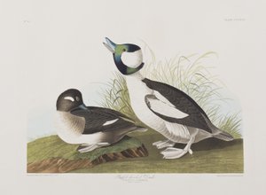 Illustration from 