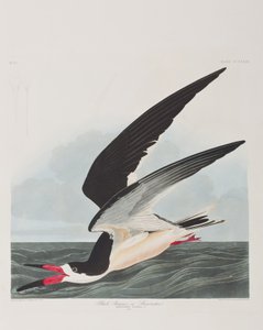 Illustration from 