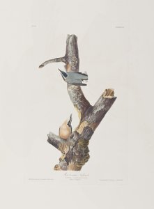 Illustration from 