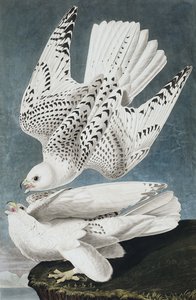 Jer or Iceland Falcon, Falco Islandicus, from The Birds of America by John J. Audubon, pub. 1827-38 by John James Audubon