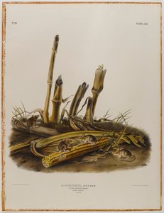 Little harvest mouse by John James Audubon