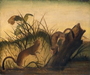 Long-Tailed Weasel by John James Audubon