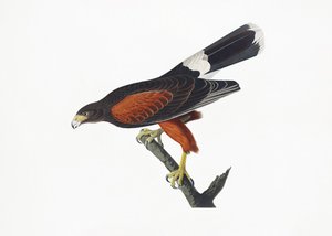 Louisiana Hawk from Birds of America (1827) by John James Audubon