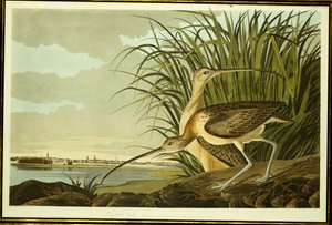 Male and Female Long Billed Curlew by John James Audubon