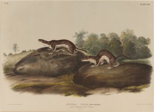 Mustella Fusca by John James Audubon