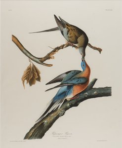 Passenger Pigeon, 1827-1838 by John James Audubon