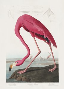 Pink Flamingo from Birds of America (1827)