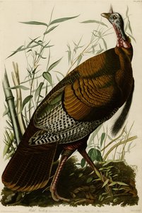 Plate 1 of Birds of America Depicting Wild Turkey