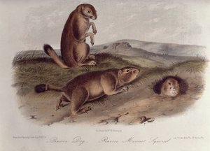 Prairie Dog from 