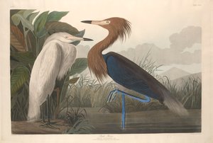 Purple Heron by John James Audubon