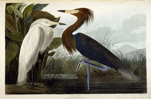 Purple Heron, c.1835 by John James Audubon