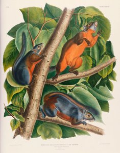 Red-Bellied Squirrel by John James Audubon