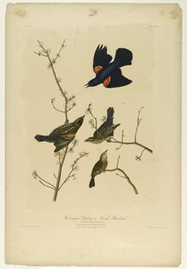 Red-winged Starling or Marsh Blackbird