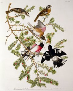 Rose-breasted Grosbeak, from 