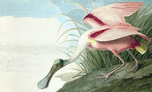 Roseate Spoonbill, Platalea Ajaja, from The Birds of America by John J. Audubon, pub. 1827-38