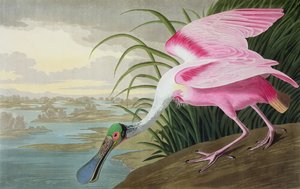 Roseate Spoonbill, Platalea leucorodia, from "The Birds of America", 1836